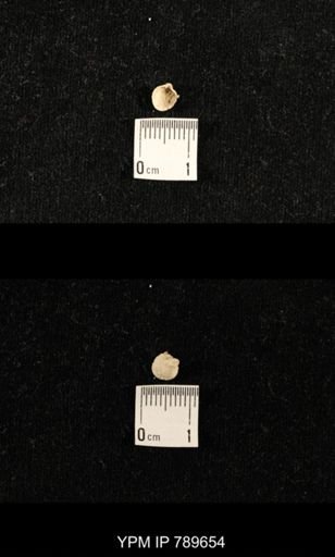 undet. Brachiopoda