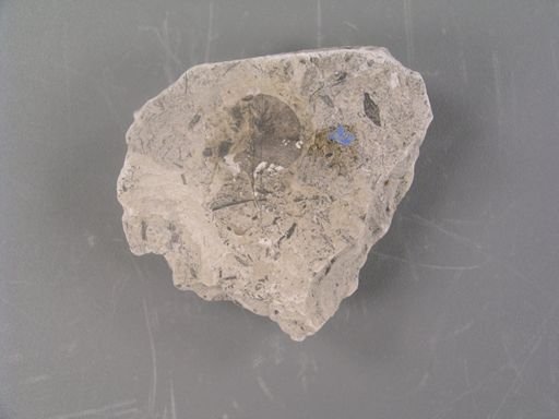 Terminalia antiqua