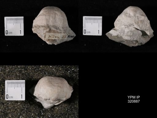 Linoproductus sp.