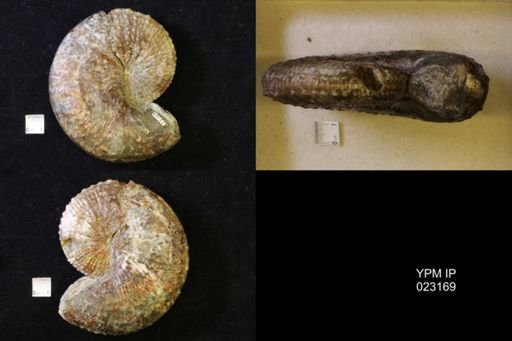 Jeletzkytes nebrascensis