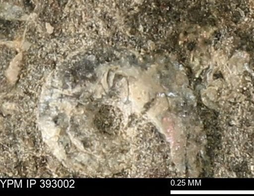 Scaphites sp.