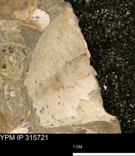 Hoploscaphites nicolletii