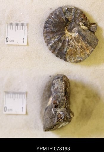 Jeletzkytes nebrascensis
