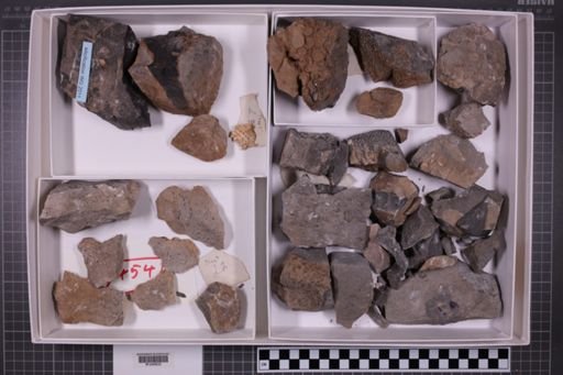 mixed taxa, stratigraphic collection