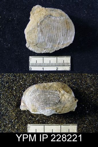 Dictyoclostus portlockianus