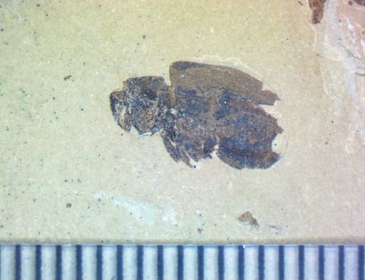 undet. Coleoptera