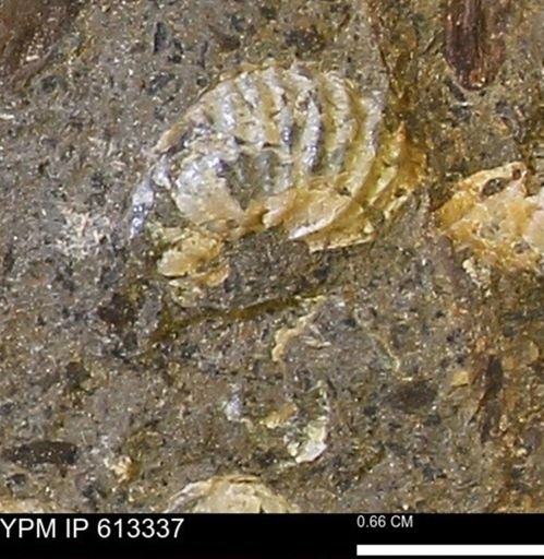 Scaphites sp.