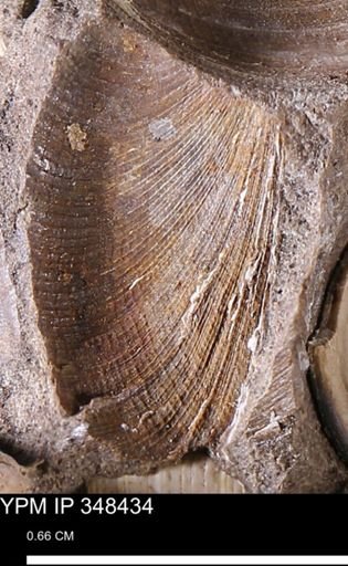 Limopsis striatopunctatus