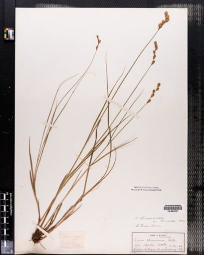 Carex tenera