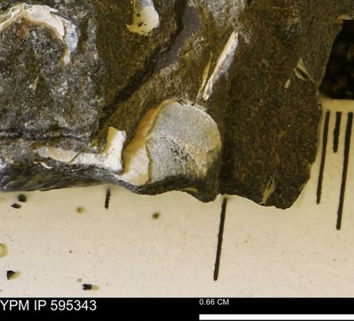 Protocardia sp.