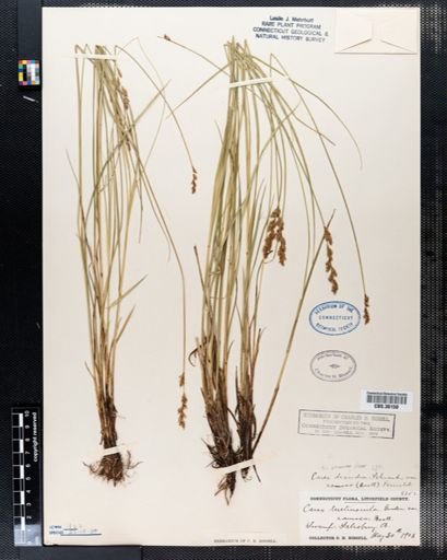 Carex diandra