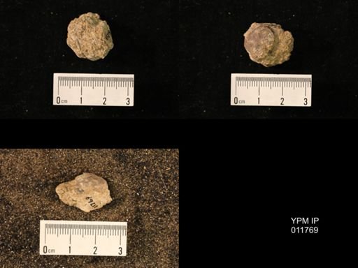Marginifera capaci