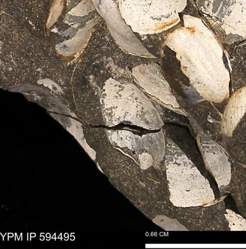 Protocardia sp.