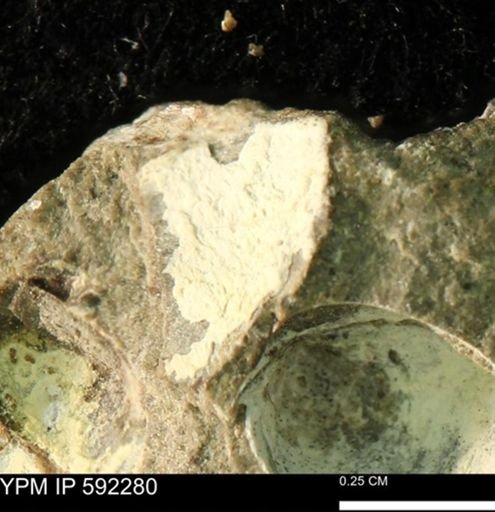 undet. Bivalvia