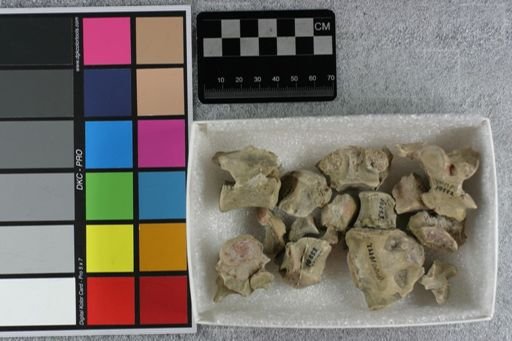 Hyaenodon sp.