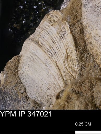Limopsis striatopunctatus