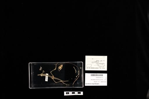 Lophognathus temporalis