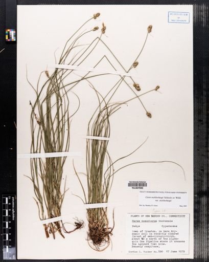 Carex muehlenbergii