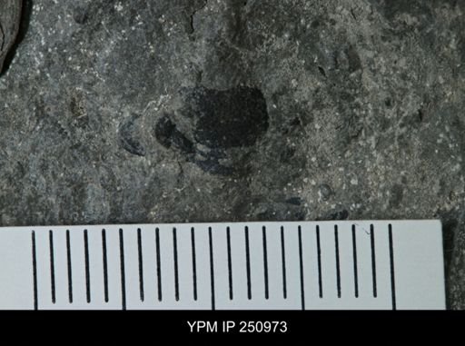 undet. Phacopidae