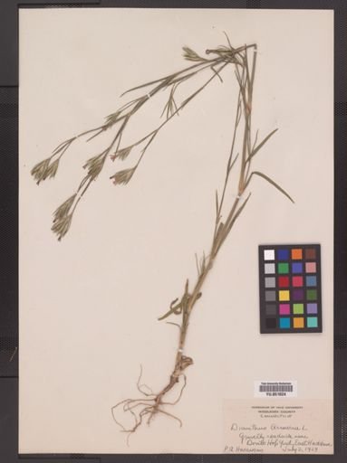 Dianthus armeria