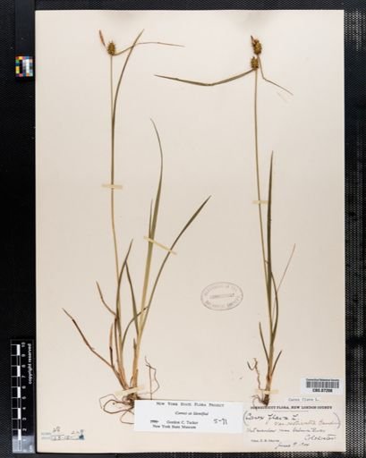 Carex flava