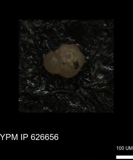 undet. Foraminiferida