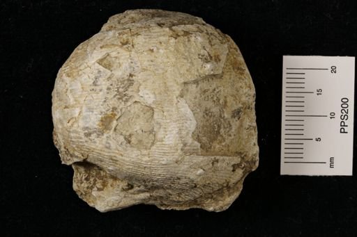 Linoproductus magnispinus