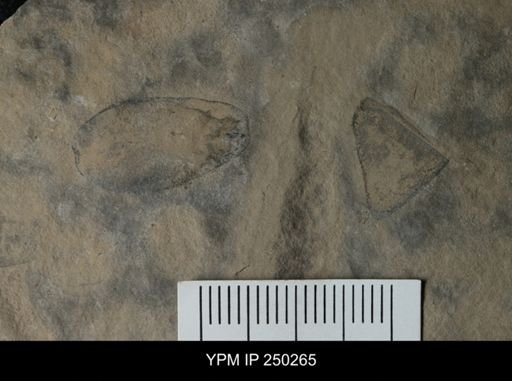 undet. Eurypterida