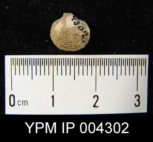 Athyris sp.