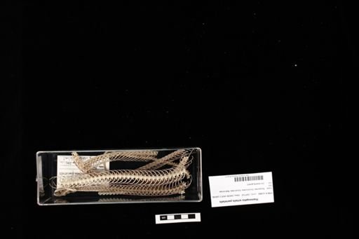 Thamnophis sirtalis parietalis