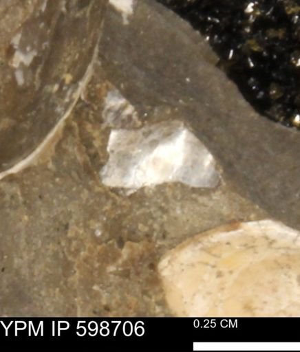 Mollusca