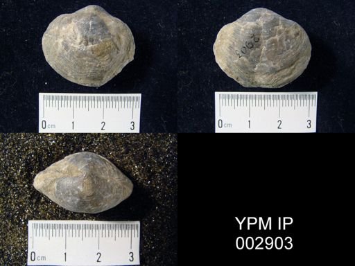 Athyris concentrica