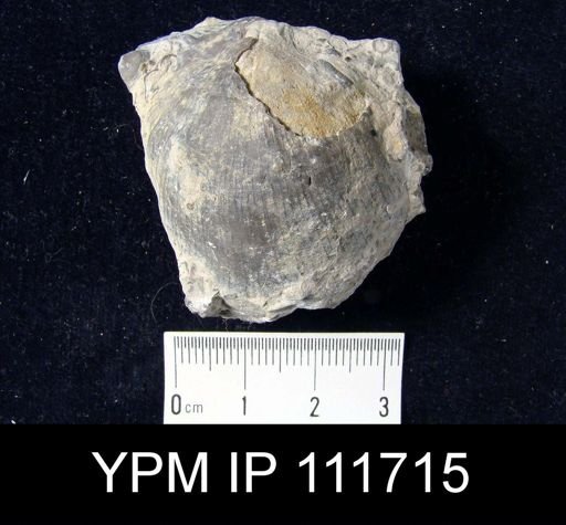Brachyprion philomena