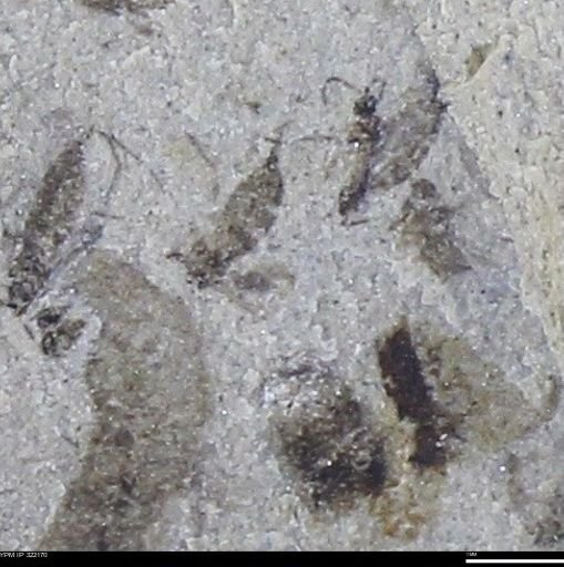 undet. Insecta