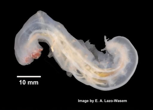 Holothuroidea