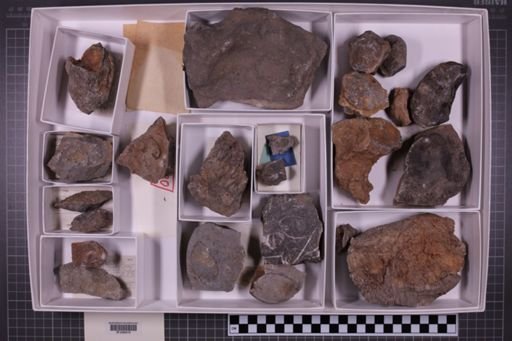 mixed taxa, stratigraphic collection