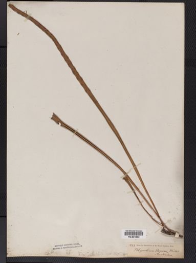 Polypodium