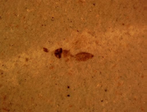Chalcidoidea?