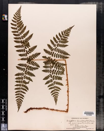 Plantae