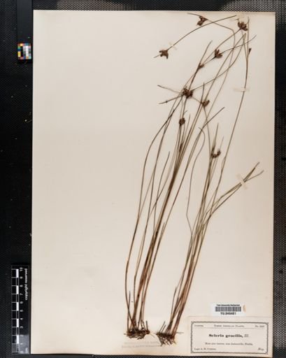Scleria gracilis
