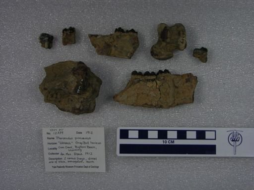 Phenacodus primaevus