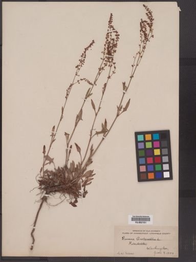Rumex acetosella
