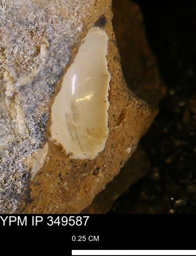 undet. Mollusca