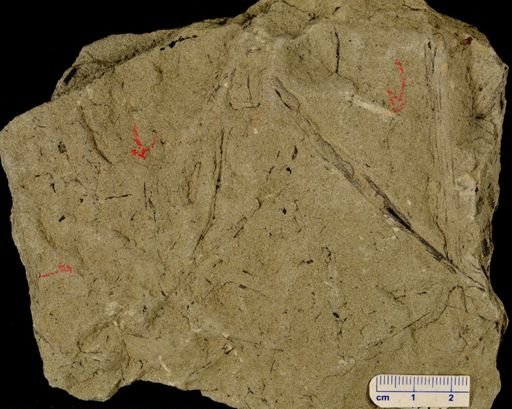 Hostinella sp.