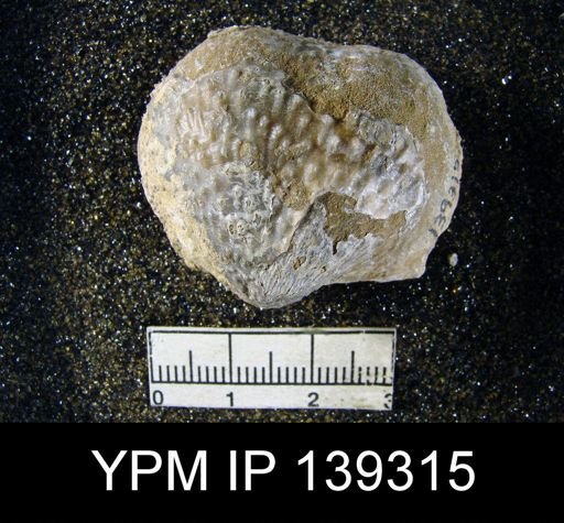 Productus (Waagenoconcha) abichi