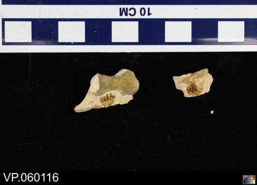 undet. Toxochelyidae