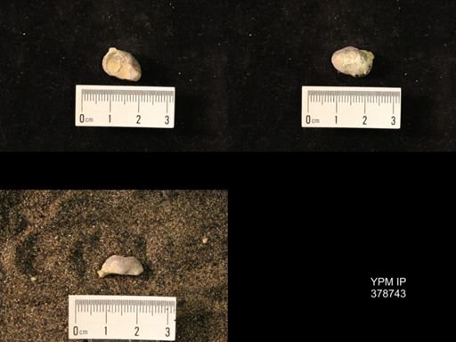 Marginifera wabashensis