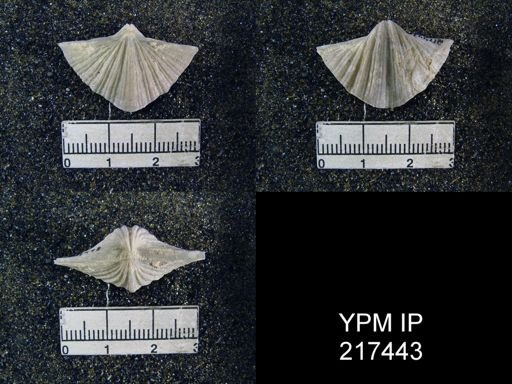 Spirifer cameratus