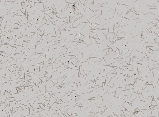 Lissodendoryx carolinensis