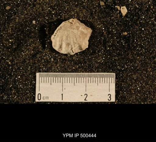 Enteletes plummeri